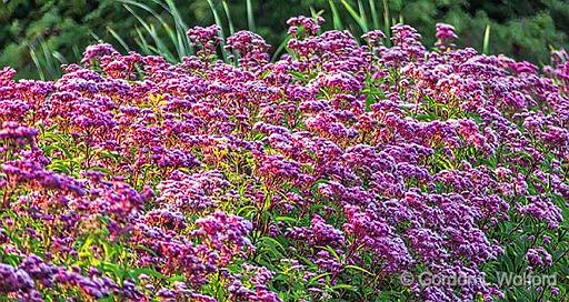 Roadside Wildflowers_P1170301-3.jpg - Photographed near Jasper, Ontario, Canada.